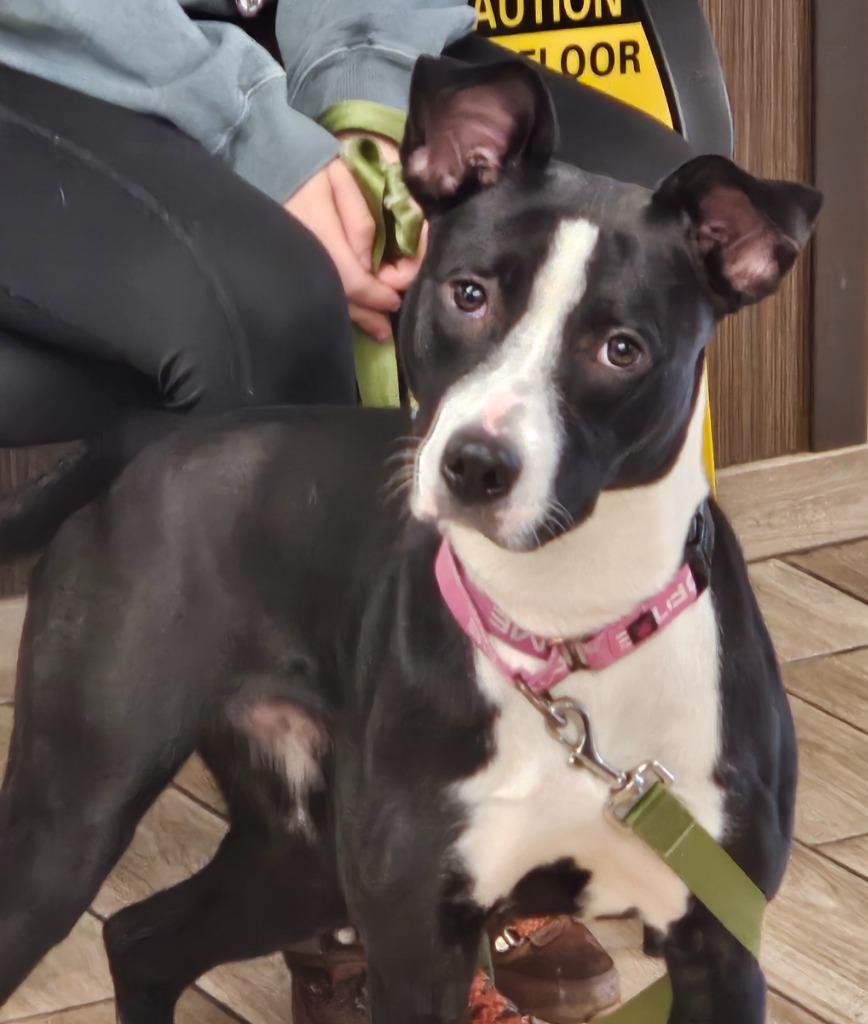 Enlarge Suzie, a Adoptable mixed breed in North Syracuse, NY image 2/2