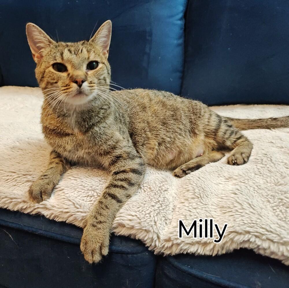 Enlarge Milly, a Adoptable Domestic Short Hair in Topeka, KS image 1/2