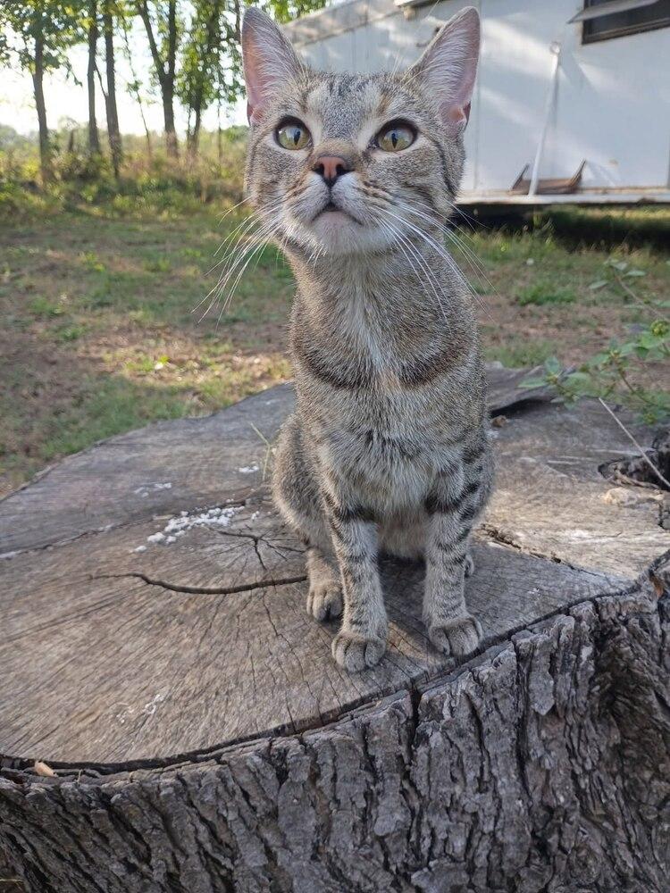 Enlarge Milly, a Adoptable Domestic Short Hair in Topeka, KS image 2/2