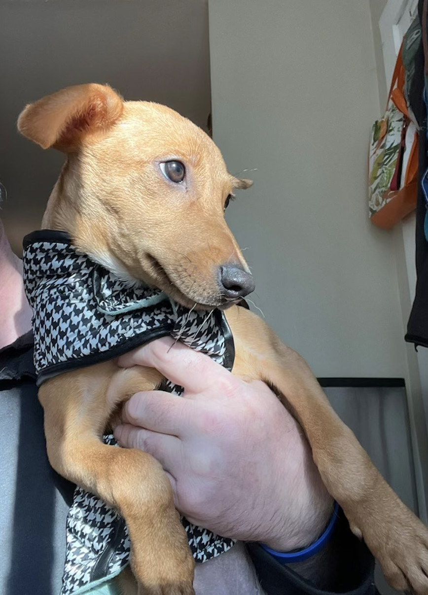 Quinlan, Adopted, Puppy Female Carolina Dog.