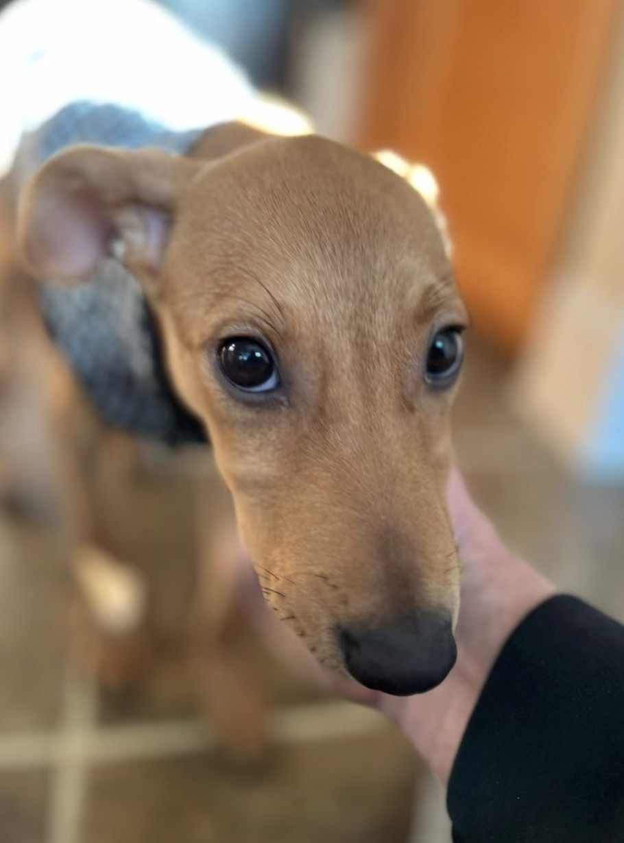 Enlarge Quinlan, a Adopted mixed breed in Flemington, NJ image 4/6