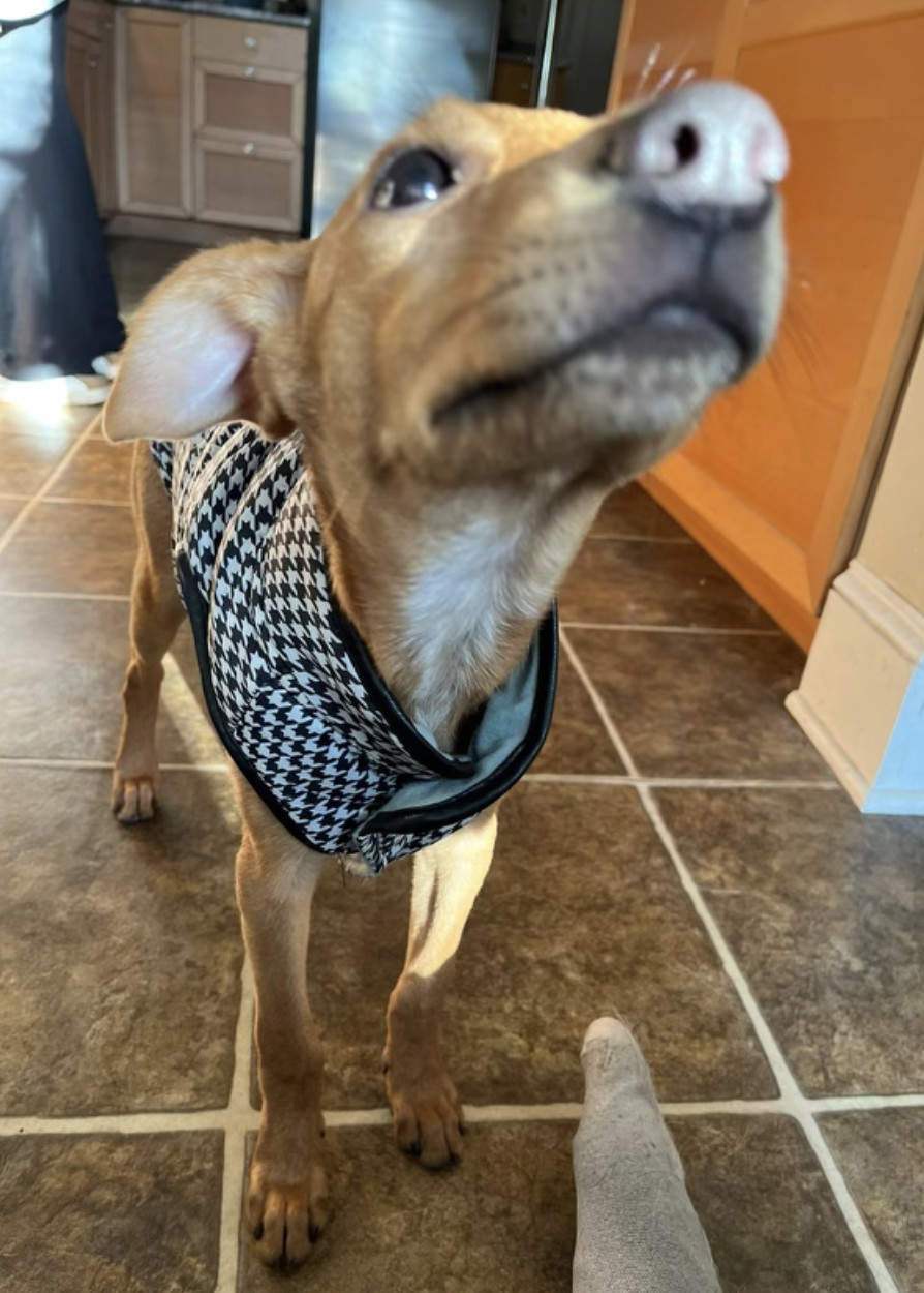 Enlarge Quinlan, a Adopted mixed breed in Flemington, NJ image 5/6