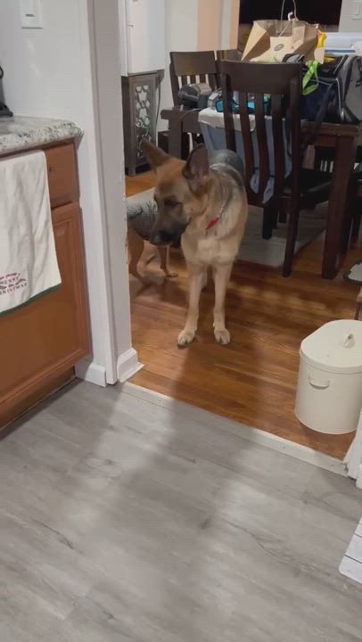 Enlarge Quinlan, a Adopted mixed breed in Flemington, NJ video 6/6