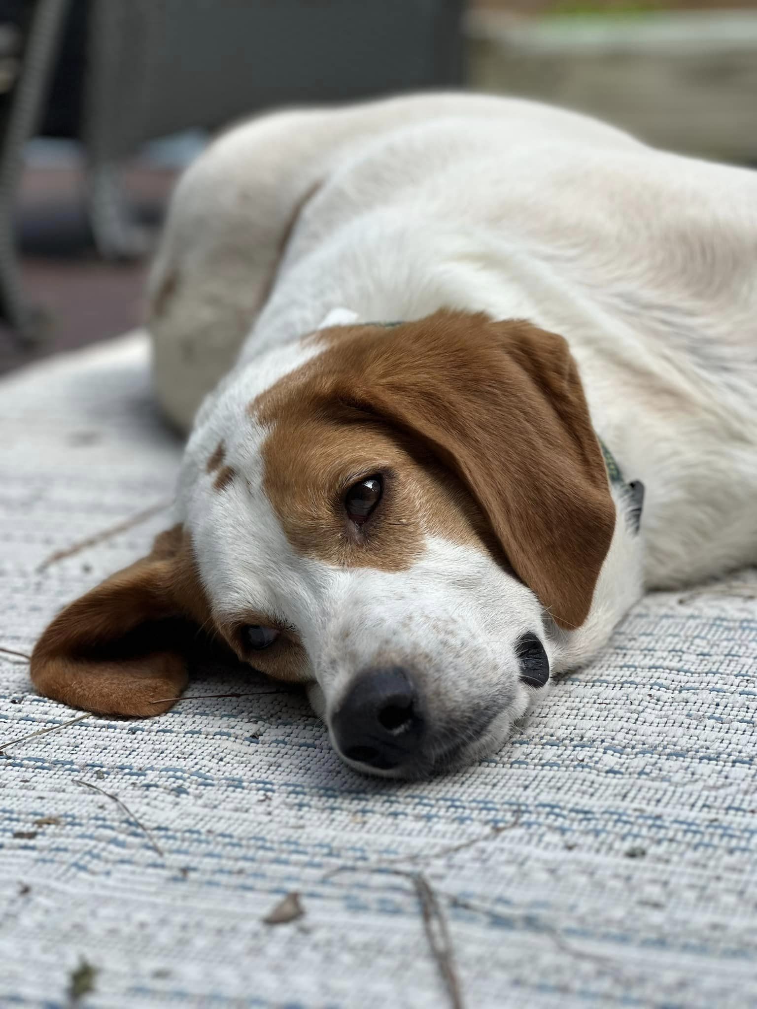 Baxter, Adult Male Hound