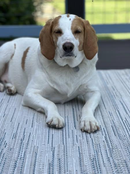 Baxter photo 3