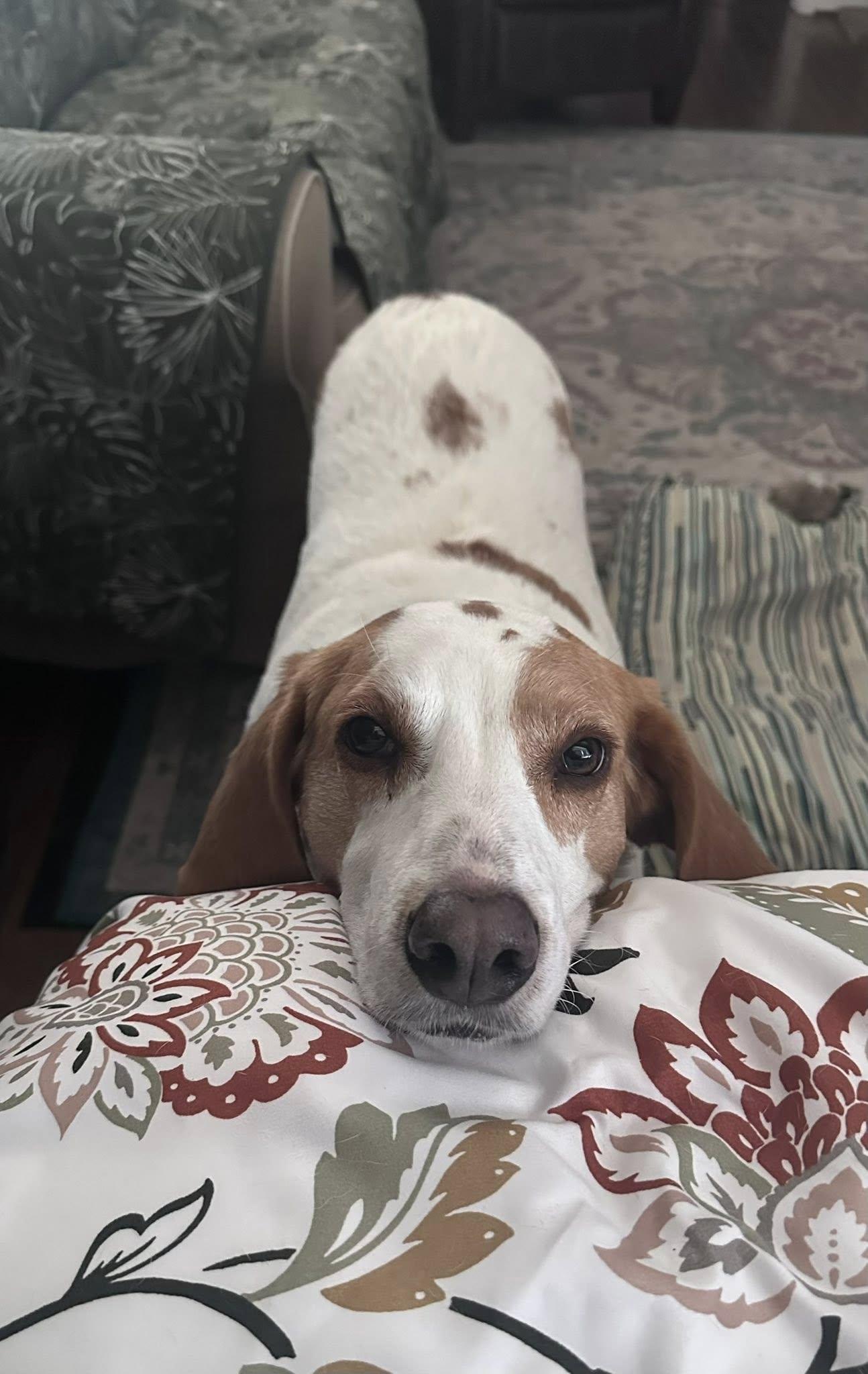 Baxter photo 2