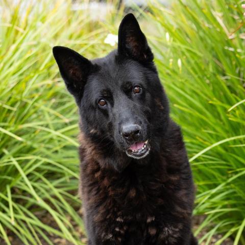 Enlarge ANGUS, a Adoptable mixed breed in Camarillo, CA image 1/1