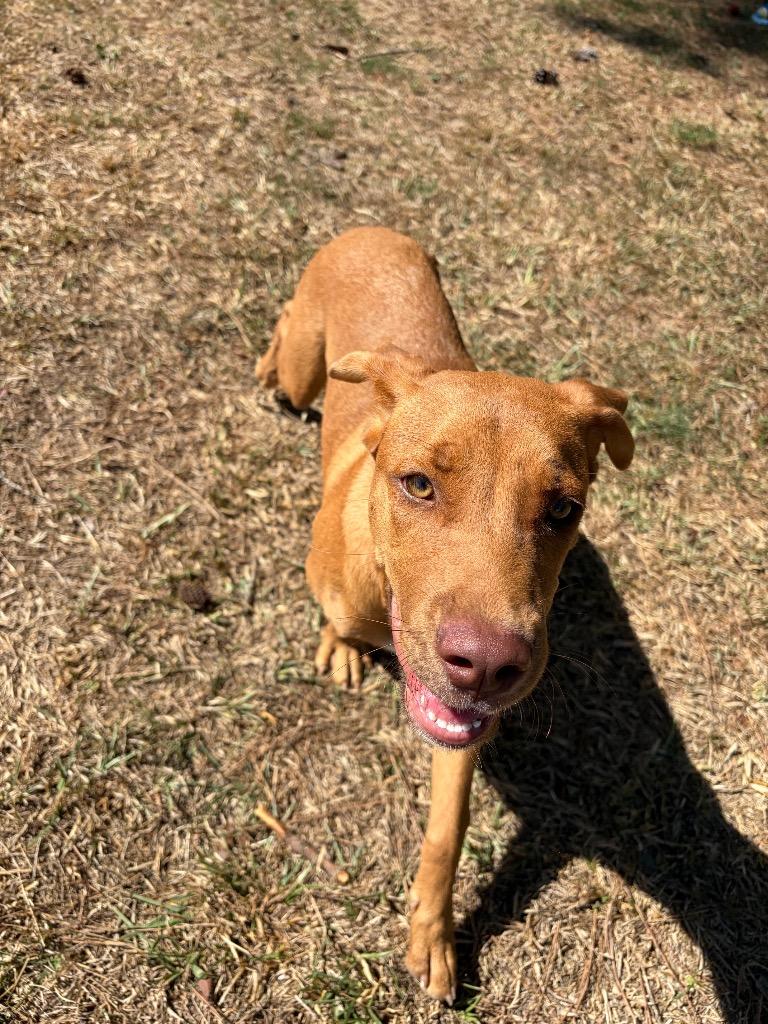 Mariah, Adoptable, Puppy Female Hound.