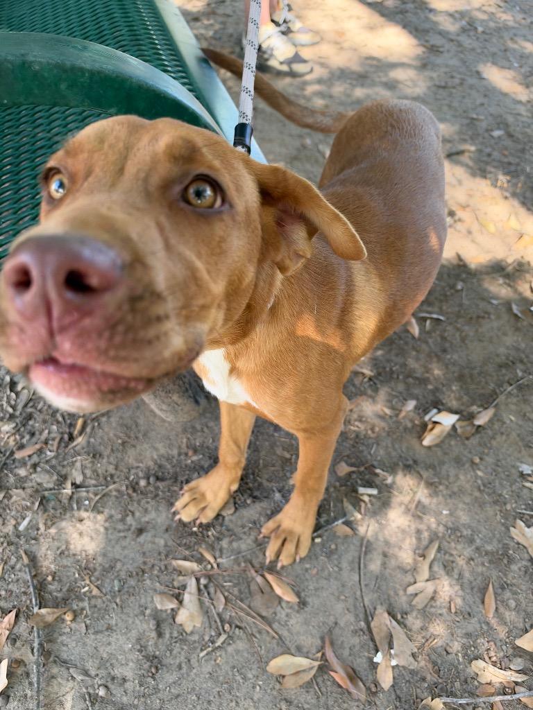 Enlarge Mariah, a Adoptable mixed breed in Little Rock, AR image 2/6