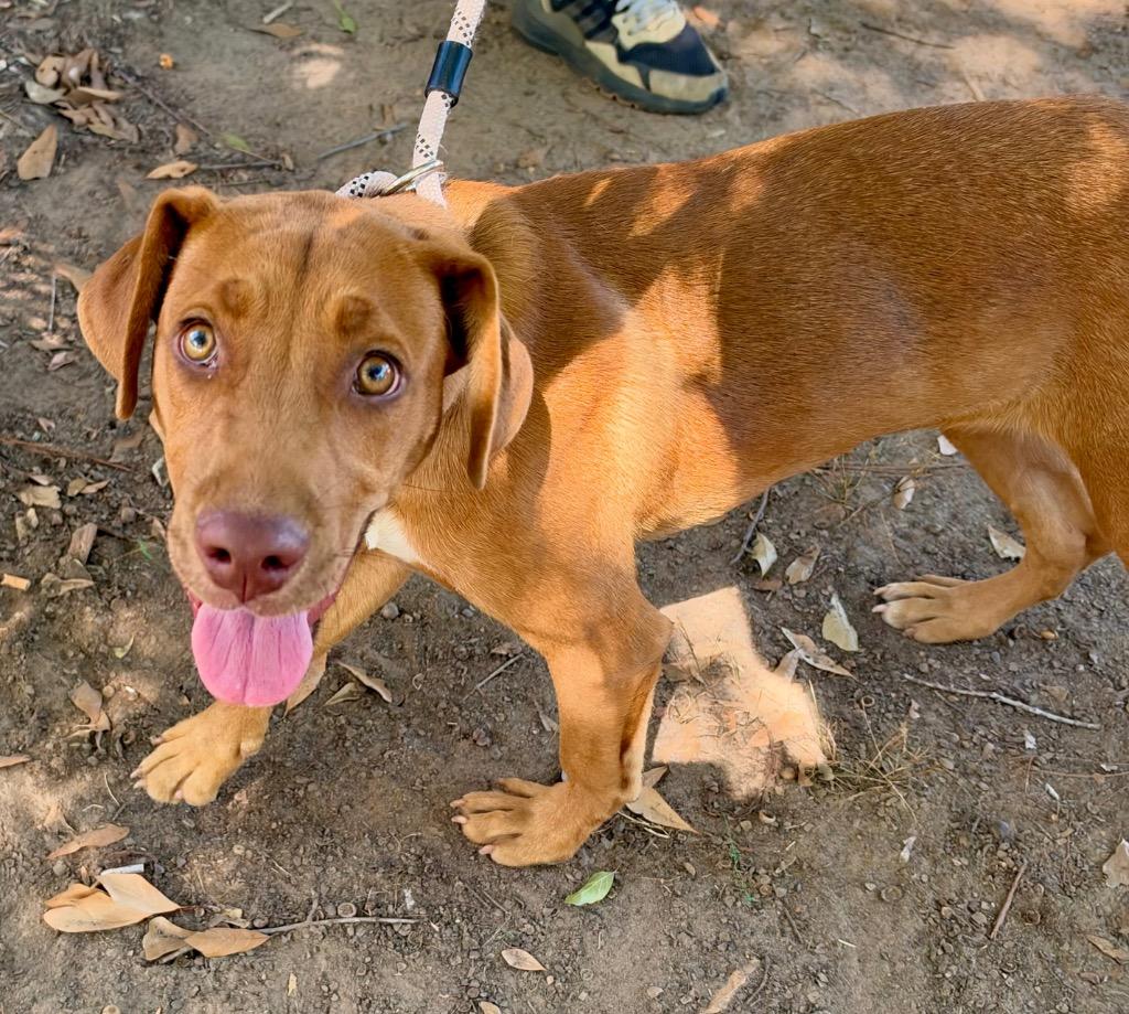 Enlarge Mariah, a Adoptable mixed breed in Little Rock, AR image 3/6