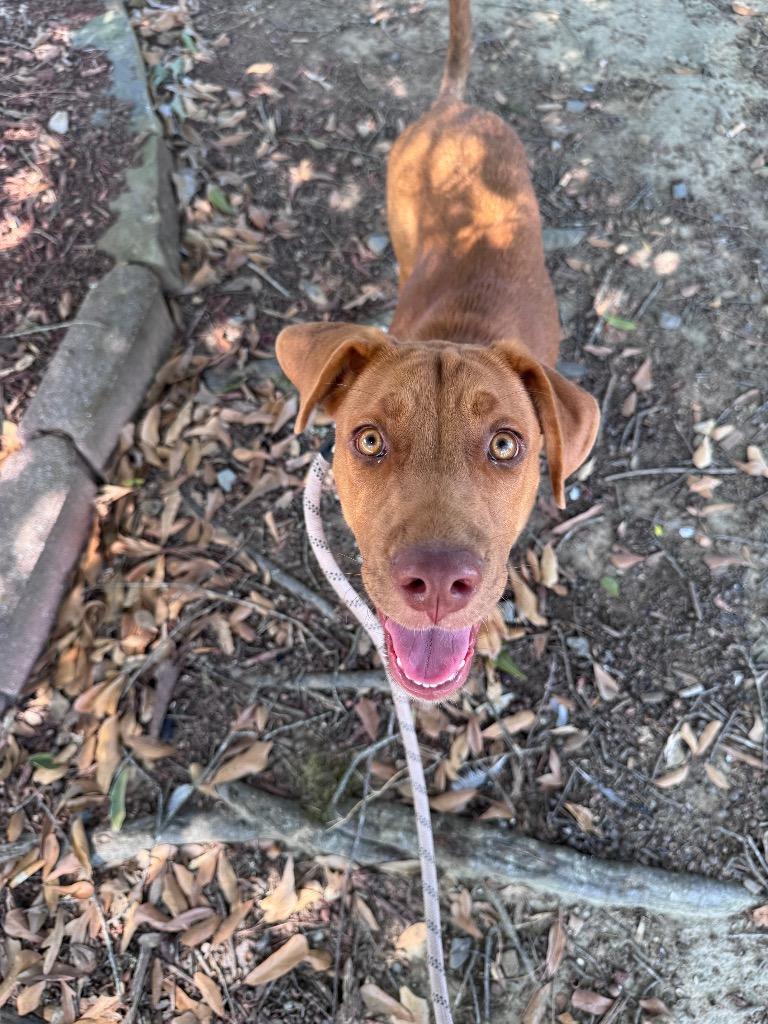 Enlarge Mariah, a Adoptable mixed breed in Little Rock, AR image 4/6