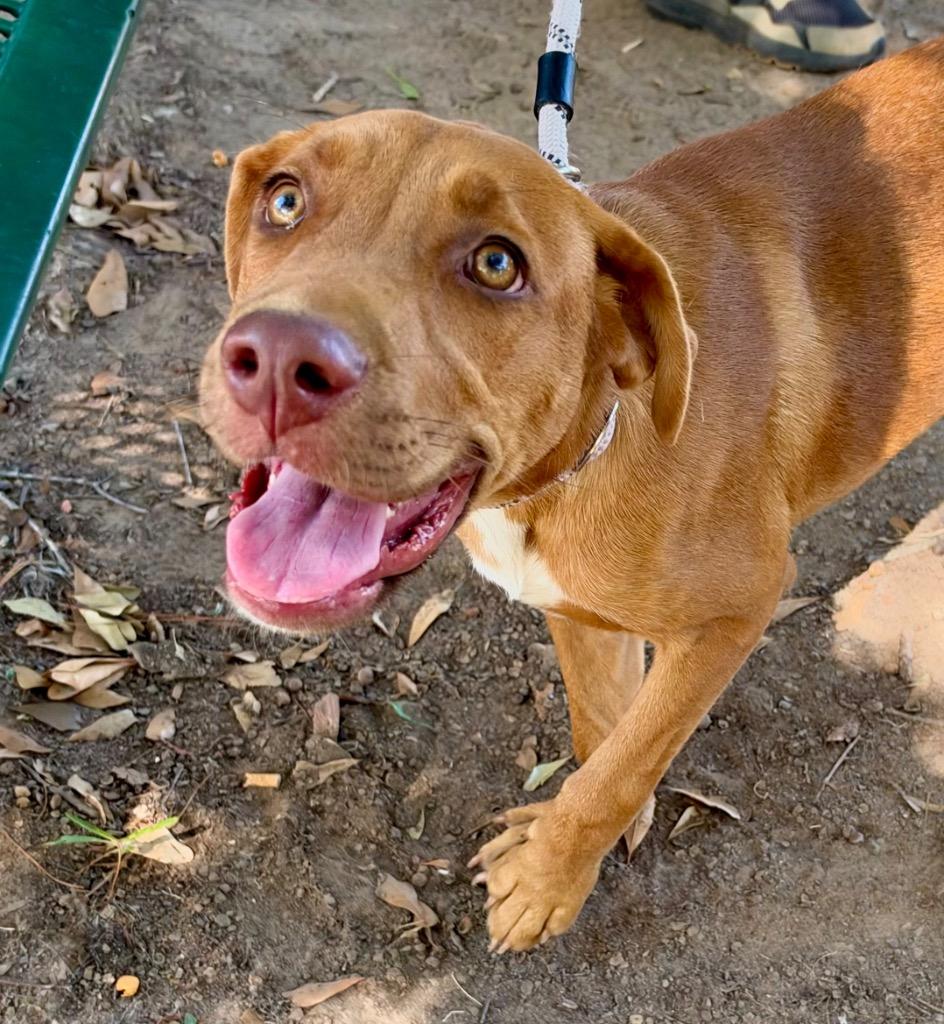 Enlarge Mariah, a Adoptable mixed breed in Little Rock, AR image 5/6