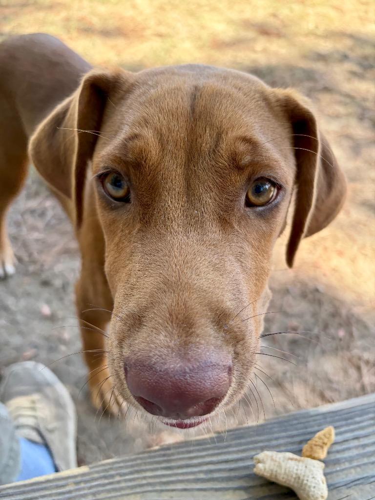 Enlarge Mariah, a Adoptable mixed breed in Little Rock, AR image 6/6
