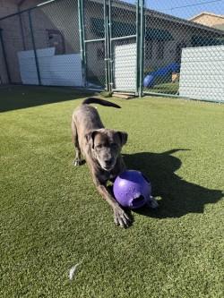 Enlarge Clark, a Adoptable mixed breed in Independence, MO image 2/3