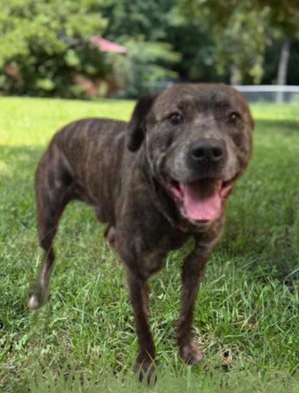 Clark, Adoptable, Adult Male Pit Bull Terrier & Mixed Breed.