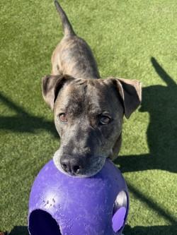 Enlarge Clark, a Adoptable mixed breed in Independence, MO image 3/3