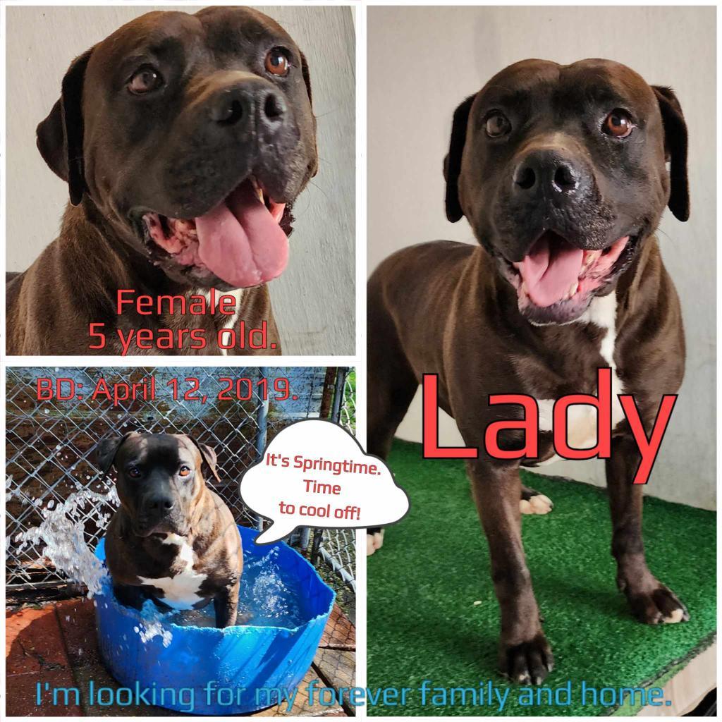 Lady — thumbnail 2