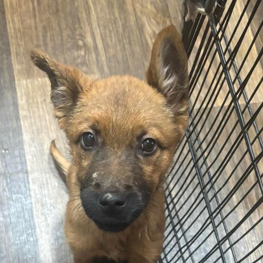 Enlarge Adonis, a Adoptable Shepherd in mount vernon, AR image 1/1