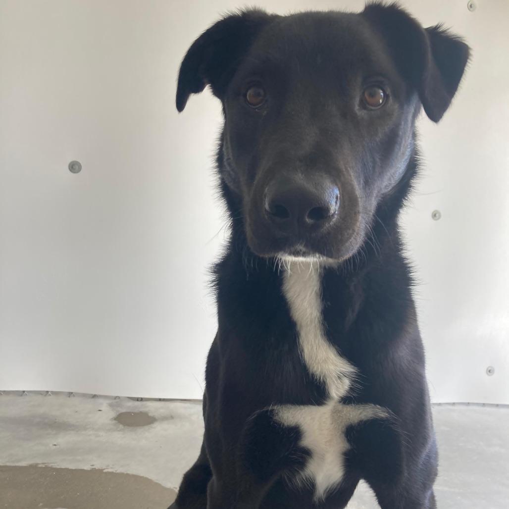Roscoe, a Adoptable Mixed Breed in Buffalo, WY image 1/3