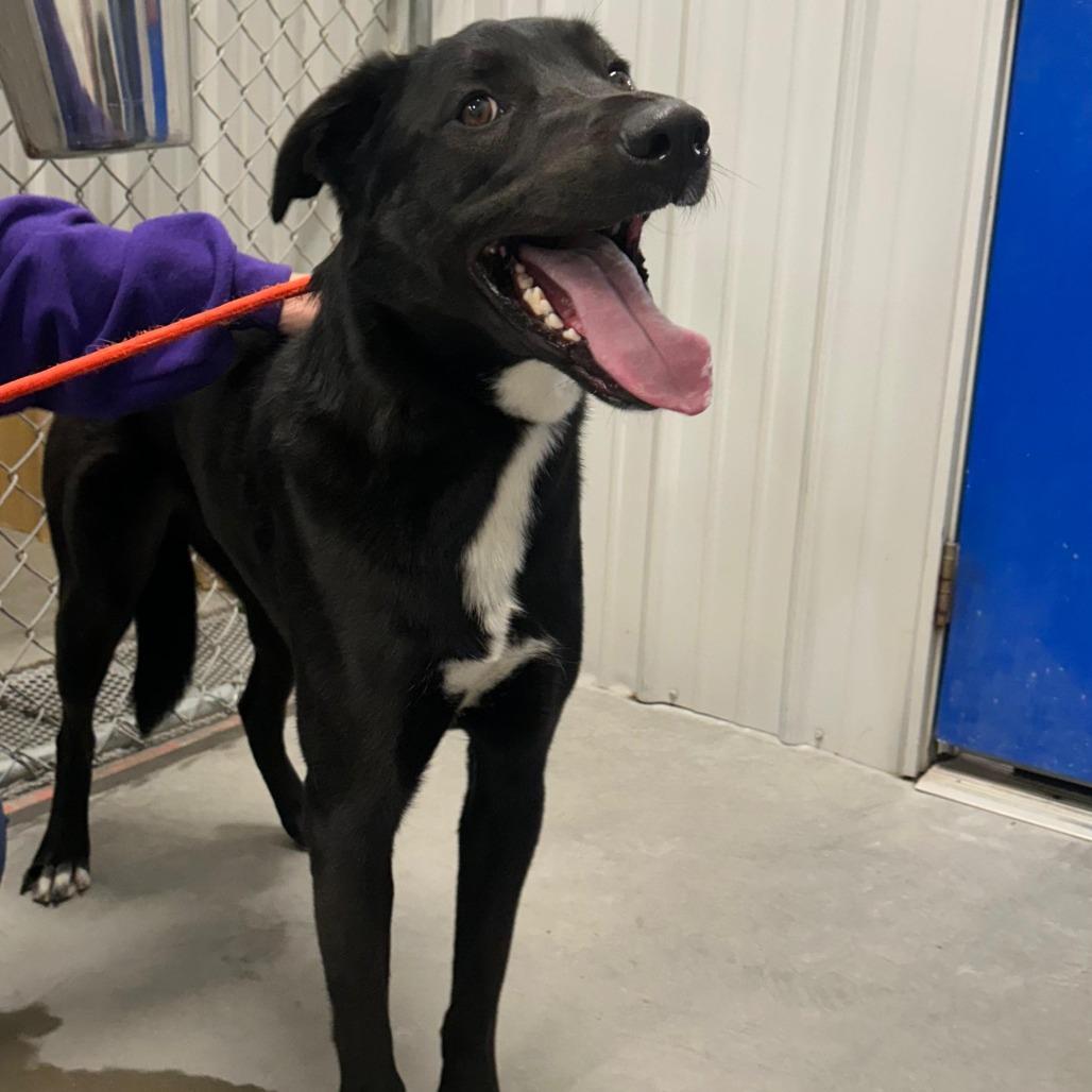 Roscoe, Adoptable, Adult Male Mixed Breed.