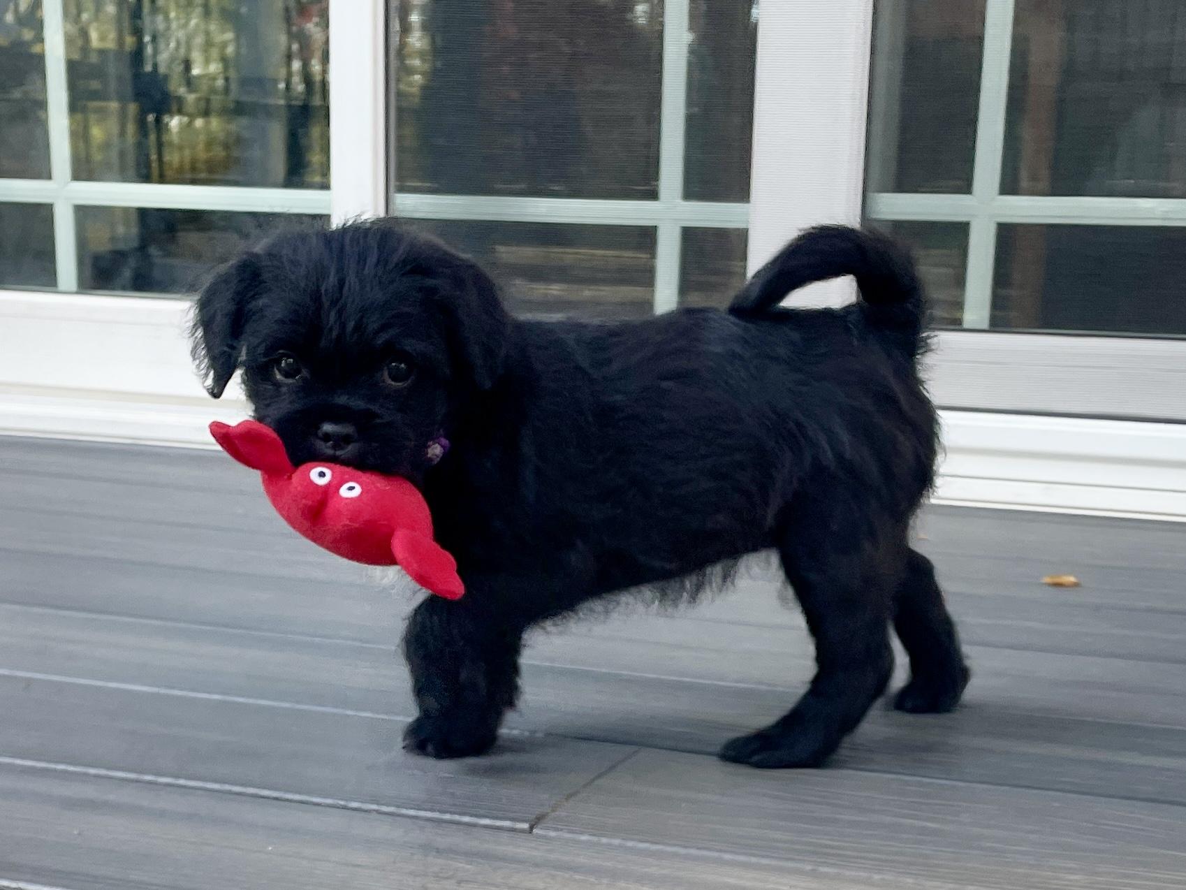 Murphy, Adoptable, Puppy Female Poodle & Mixed Breed.