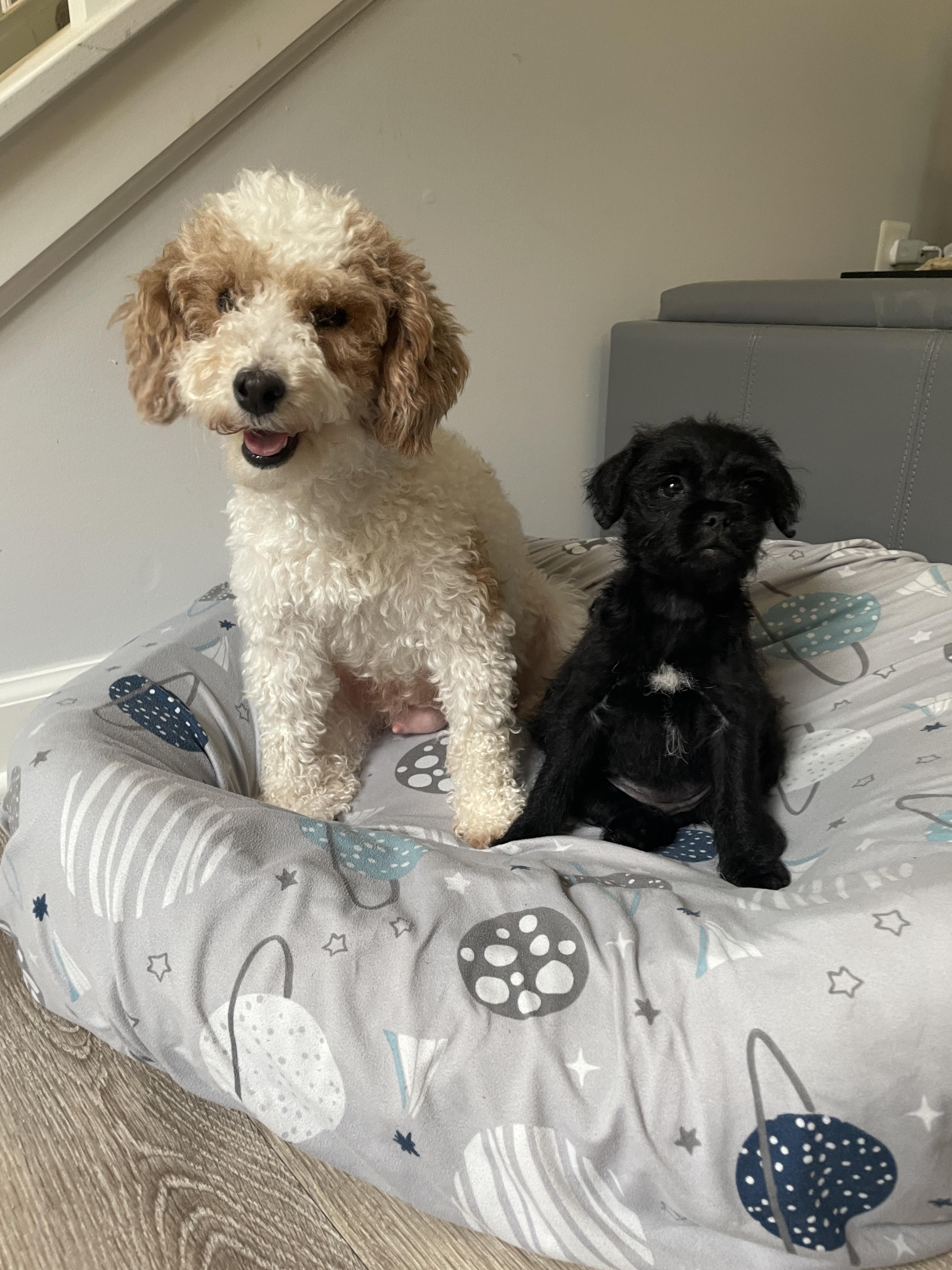 Enlarge Murphy, a Adoptable mixed breed in Ellicott City, MD image 2/6