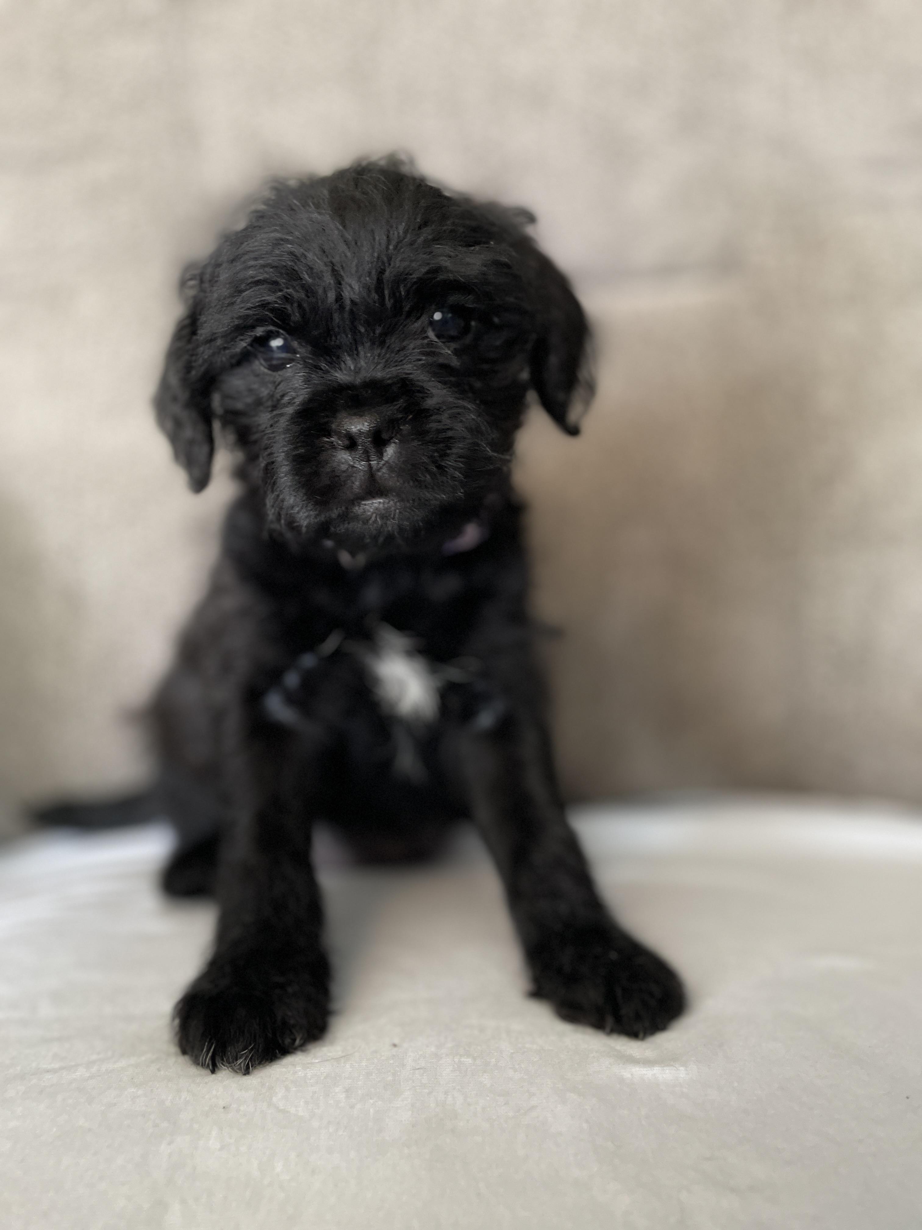 Enlarge Murphy, a Adoptable mixed breed in Ellicott City, MD image 3/6