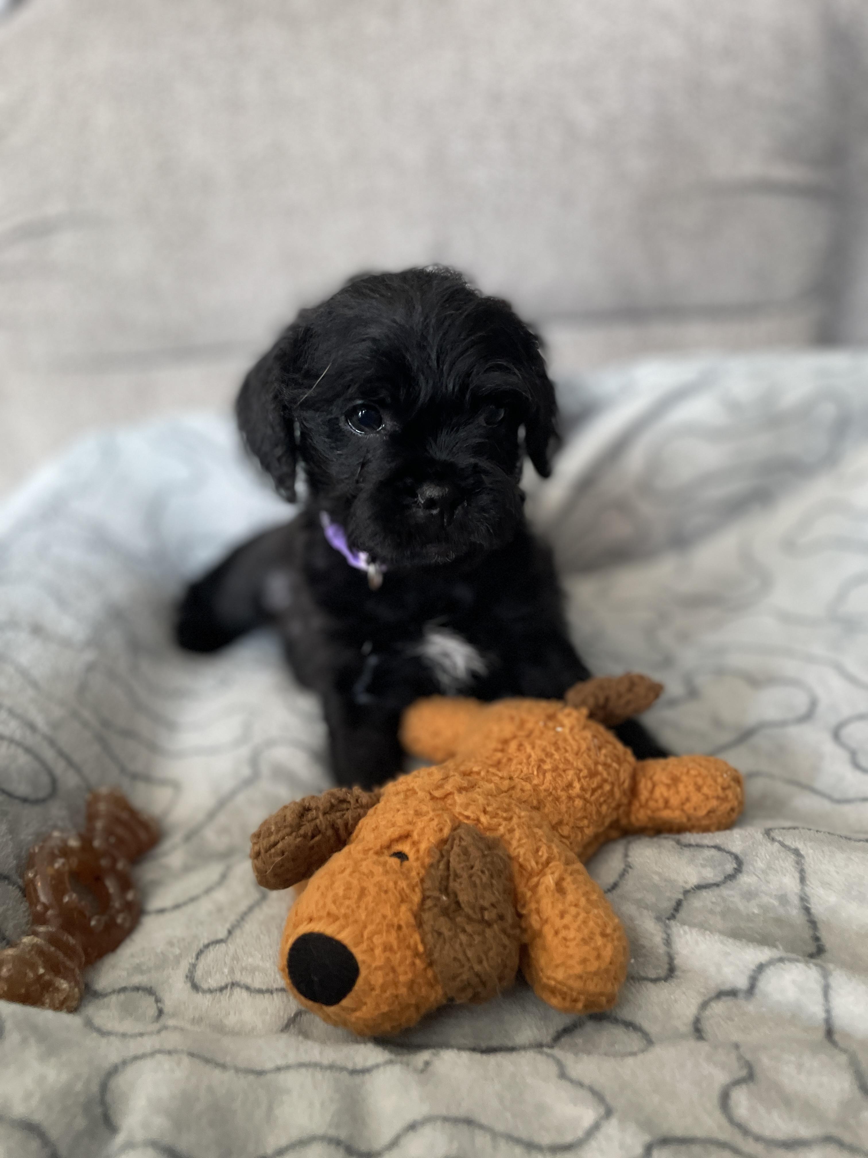 Enlarge Murphy, a Adoptable mixed breed in Ellicott City, MD image 4/6
