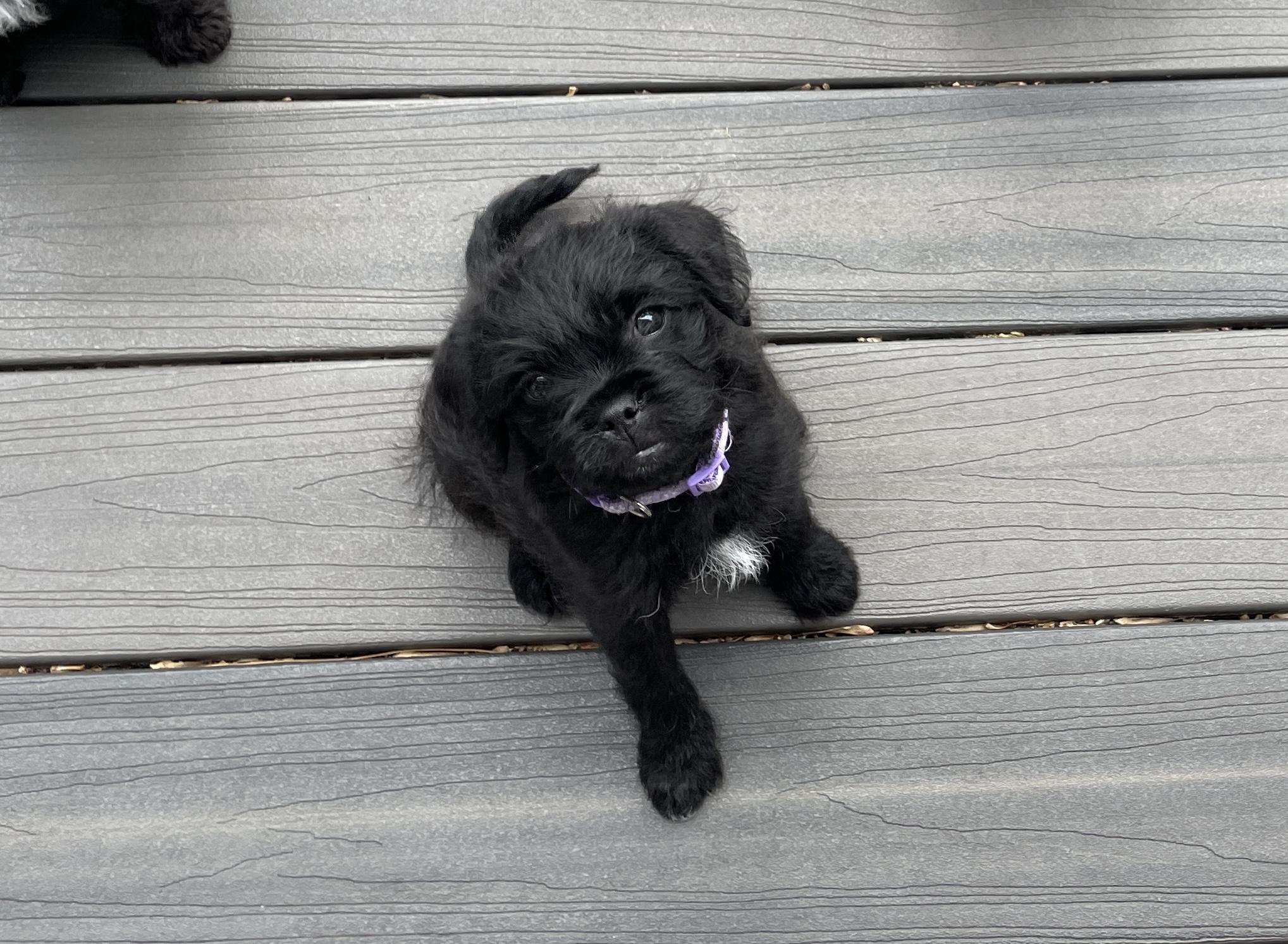 Enlarge Murphy, a Adoptable mixed breed in Ellicott City, MD image 5/6