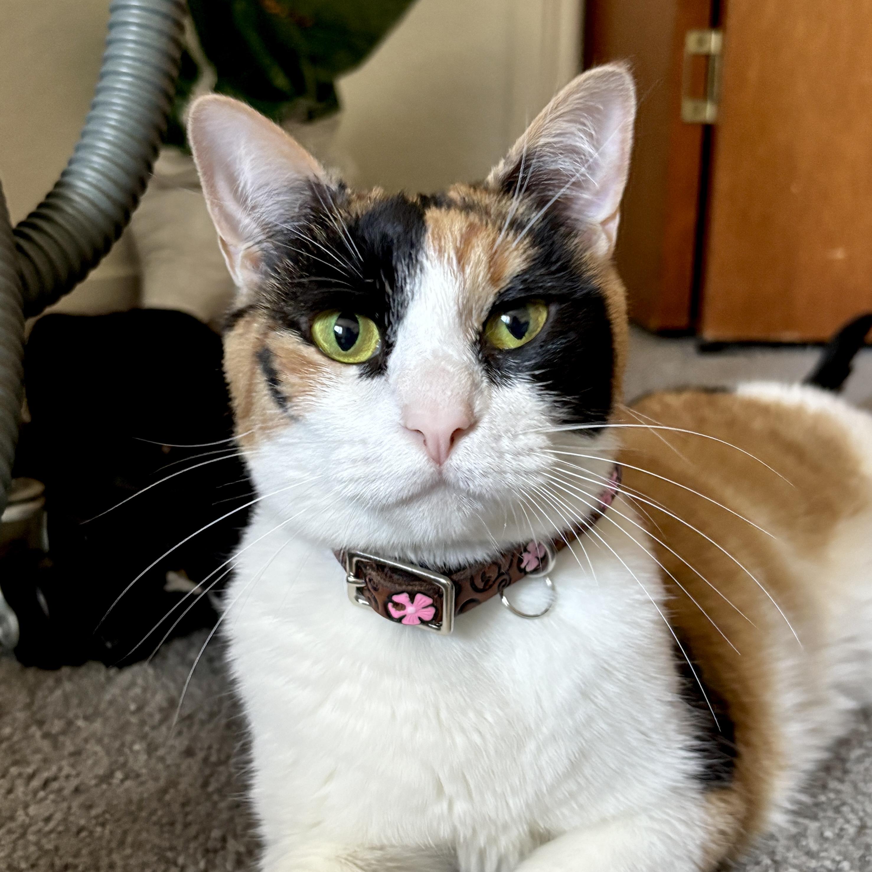 Divine, Adult Female unknown