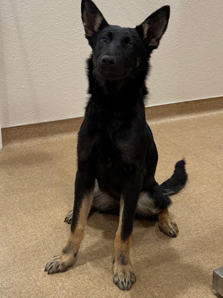 Enlarge Crackerjack, a Adoptable mixed breed in Vacaville, CA image 1/1