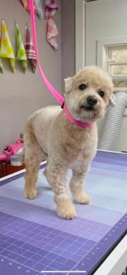 Dalton, Adoptable, Senior Male Poodle & Maltese.