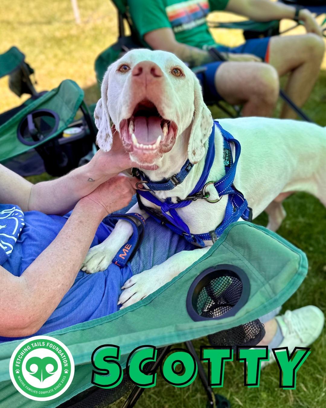 Scotty, a Adoptable mixed breed in Itasca, IL image 6/6