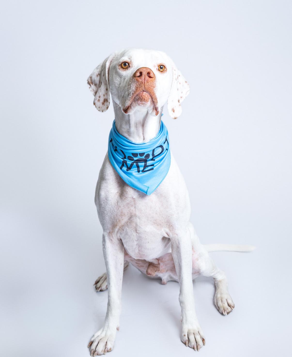 Scotty, a Adoptable mixed breed in Itasca, IL image 2/6