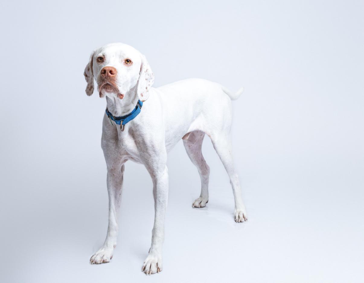 Scotty, a Adoptable mixed breed in Itasca, IL image 3/6