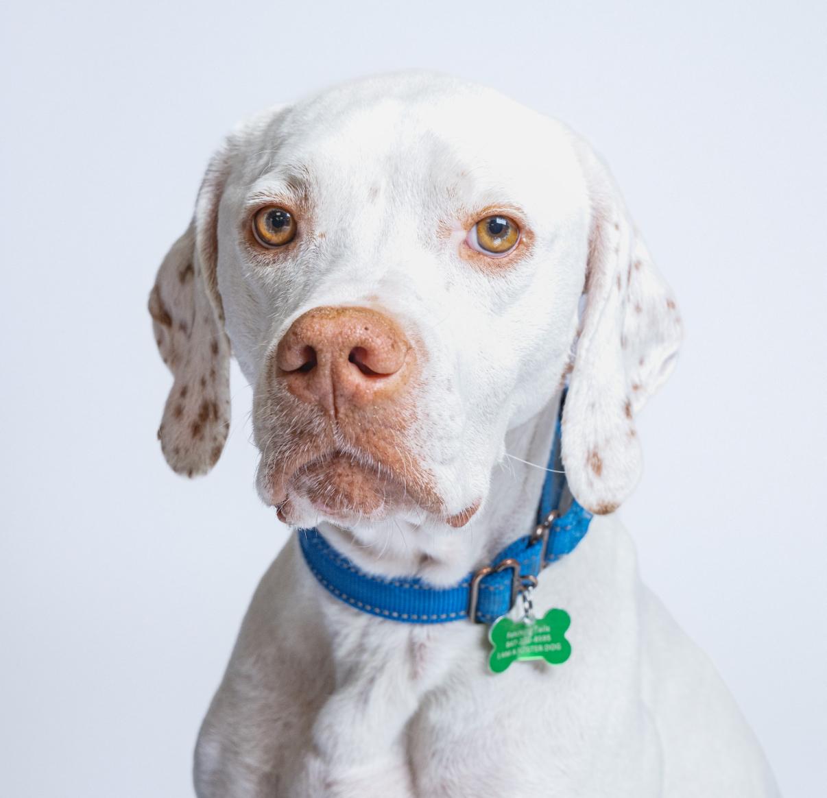 Scotty, a Adoptable mixed breed in Itasca, IL image 1/6
