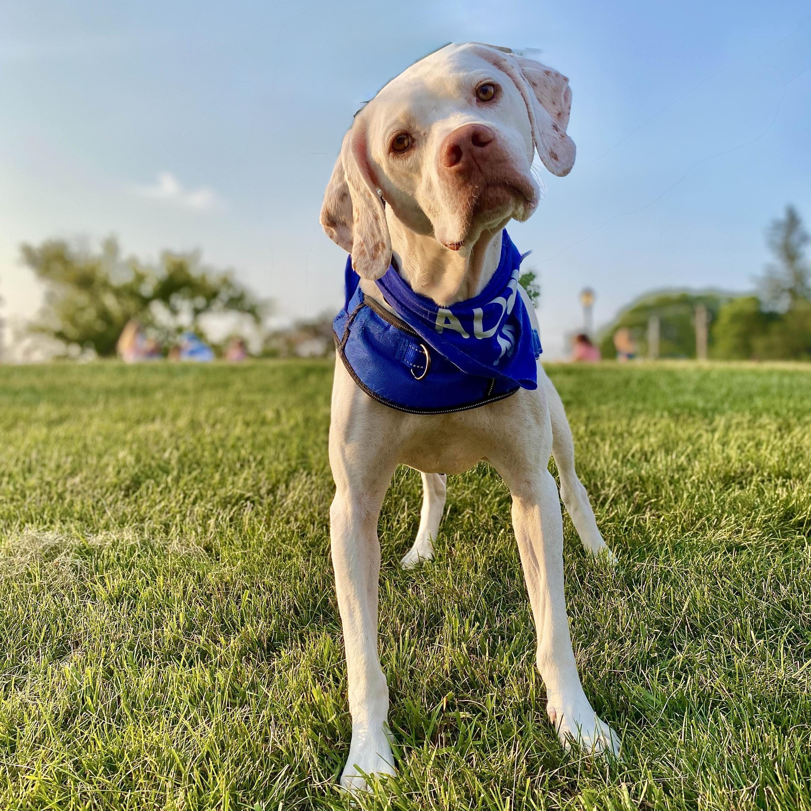 Scotty, a Adoptable mixed breed in Itasca, IL image 4/6