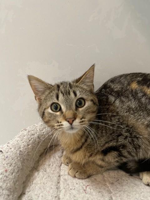 Kitkat, adopted, Young Female Domestic Short Hair.