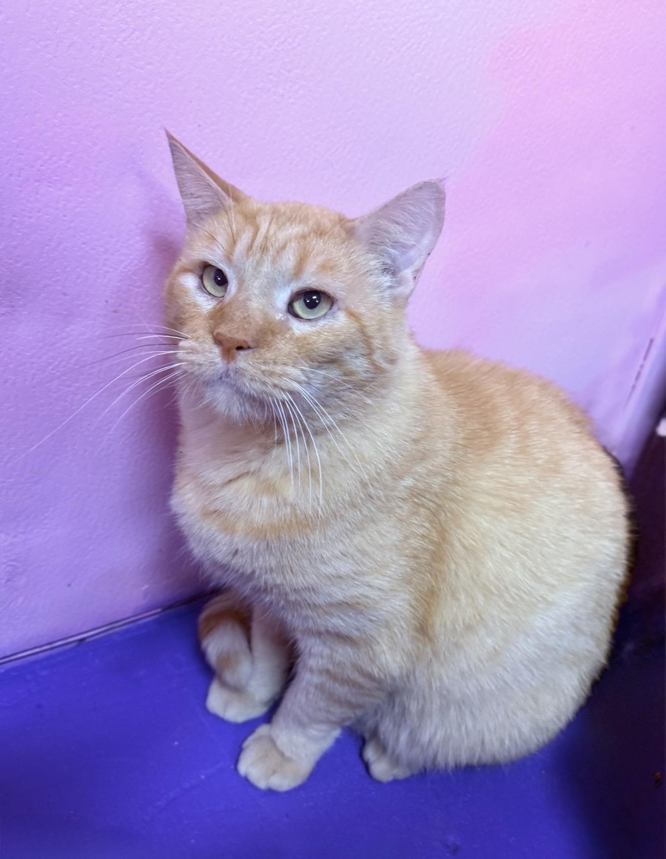 Gary, ADOPTABLE, Adult Male Domestic Medium Hair.