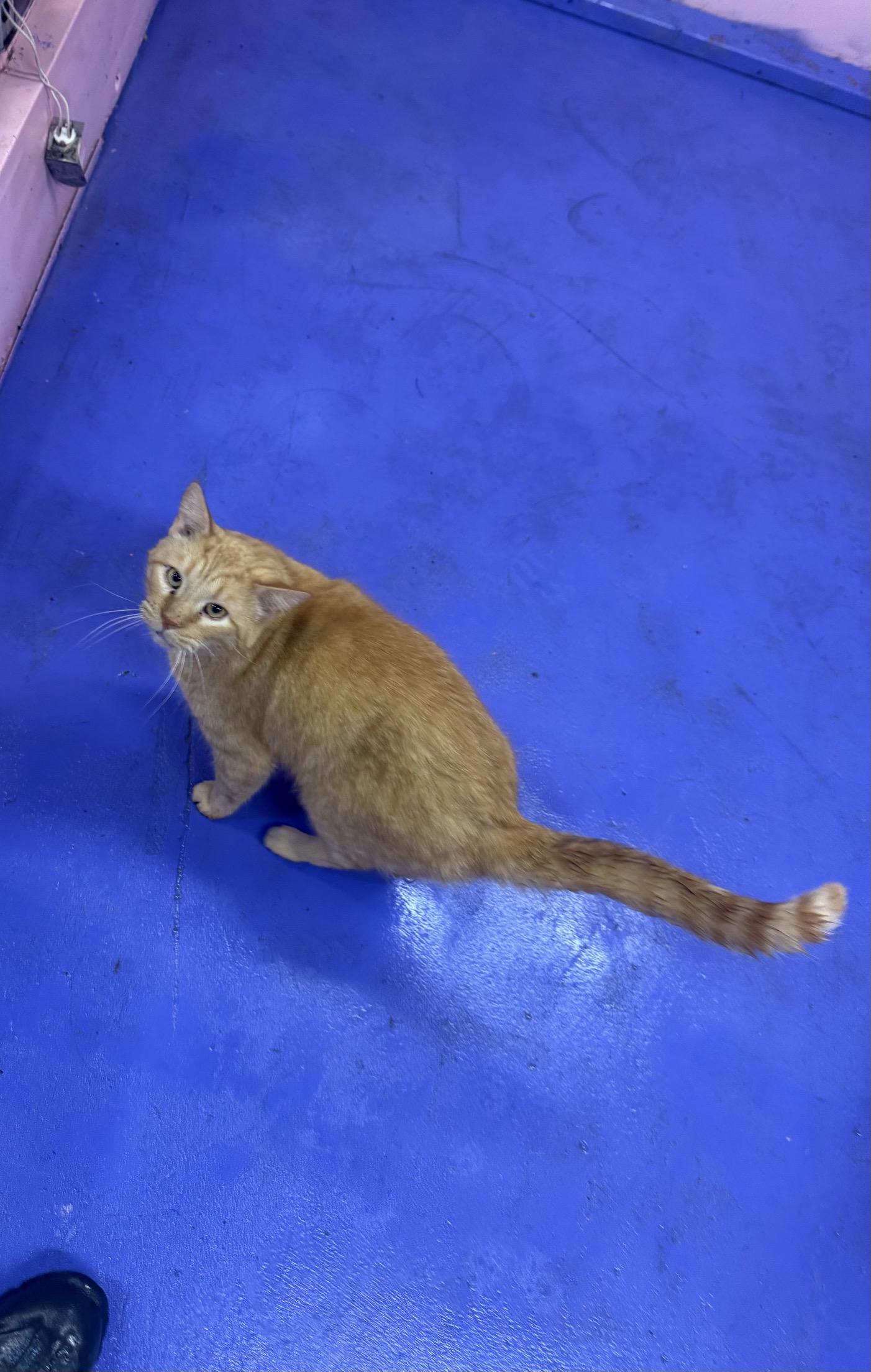 Gary, a ADOPTABLE Domestic Medium Hair in Sunbright, TN image 2/2