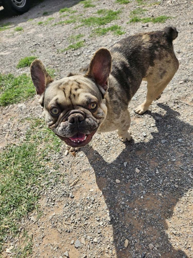 Lloyd, Adopted, Young Male French Bulldog.