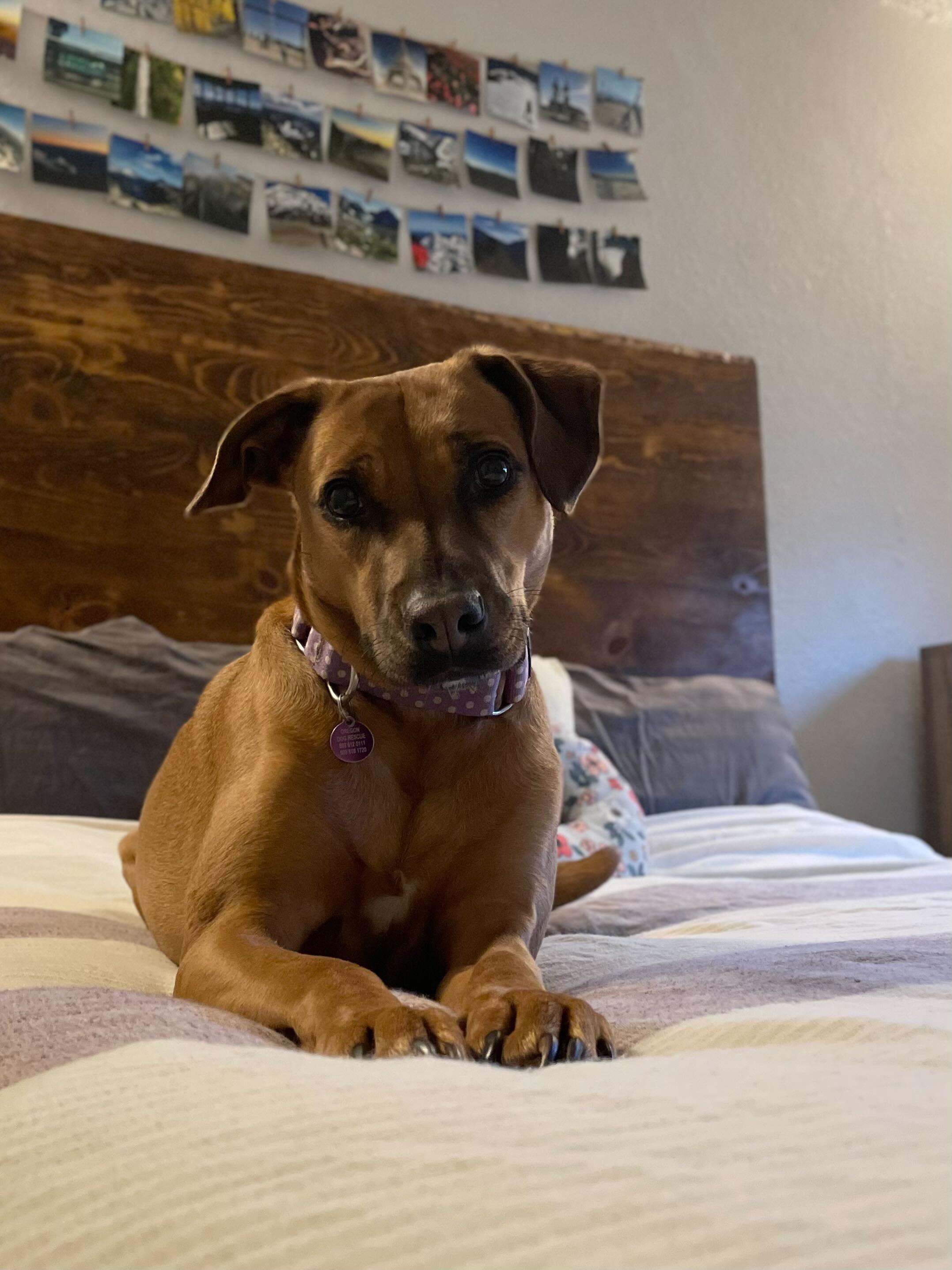 Lucy, an adoptable Mixed Breed in Portland, OR, 97239 | Photo Image 3