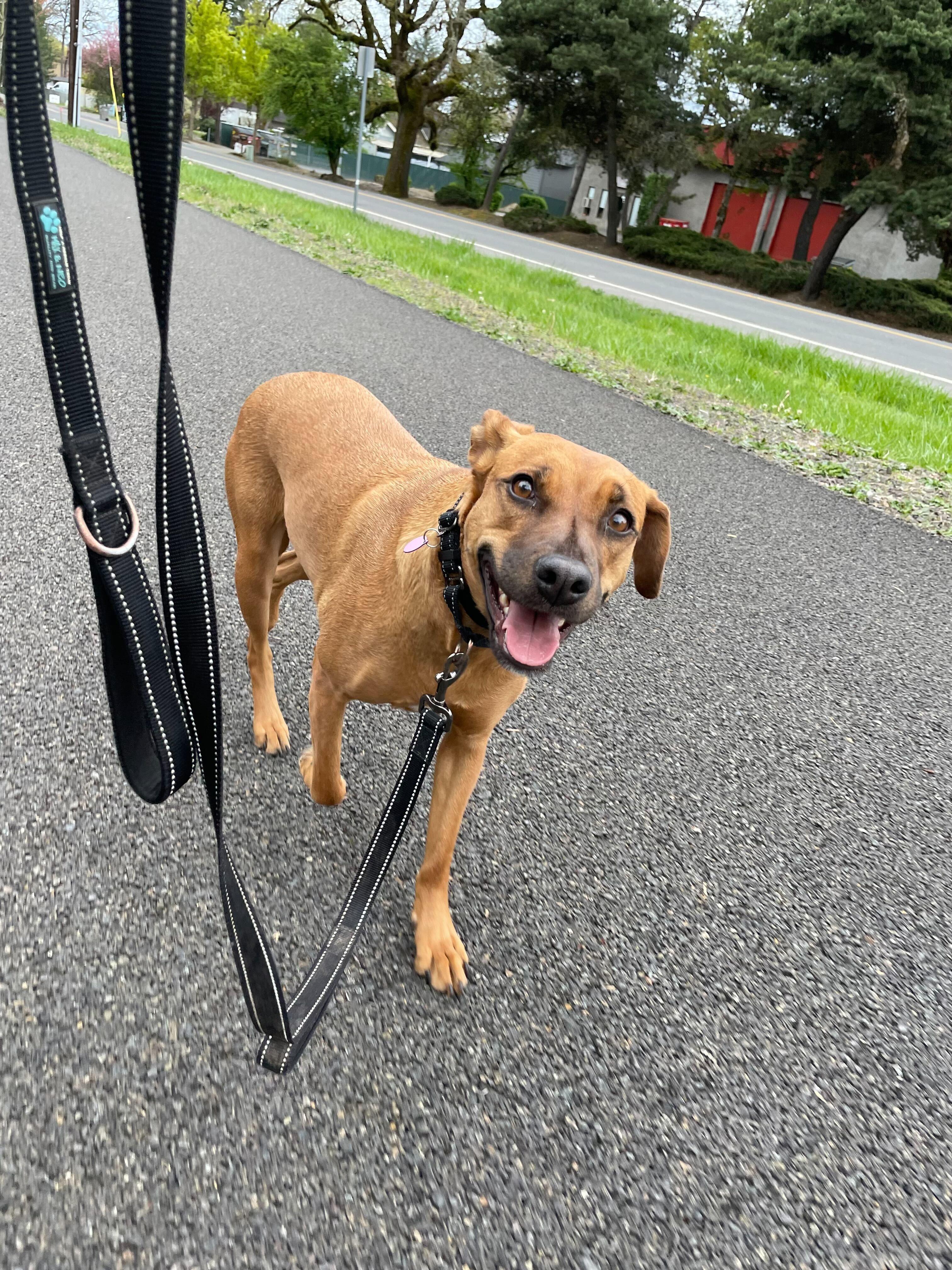 Enlarge Lucy, a Adoptable mixed breed in Portland, OR image 3/6