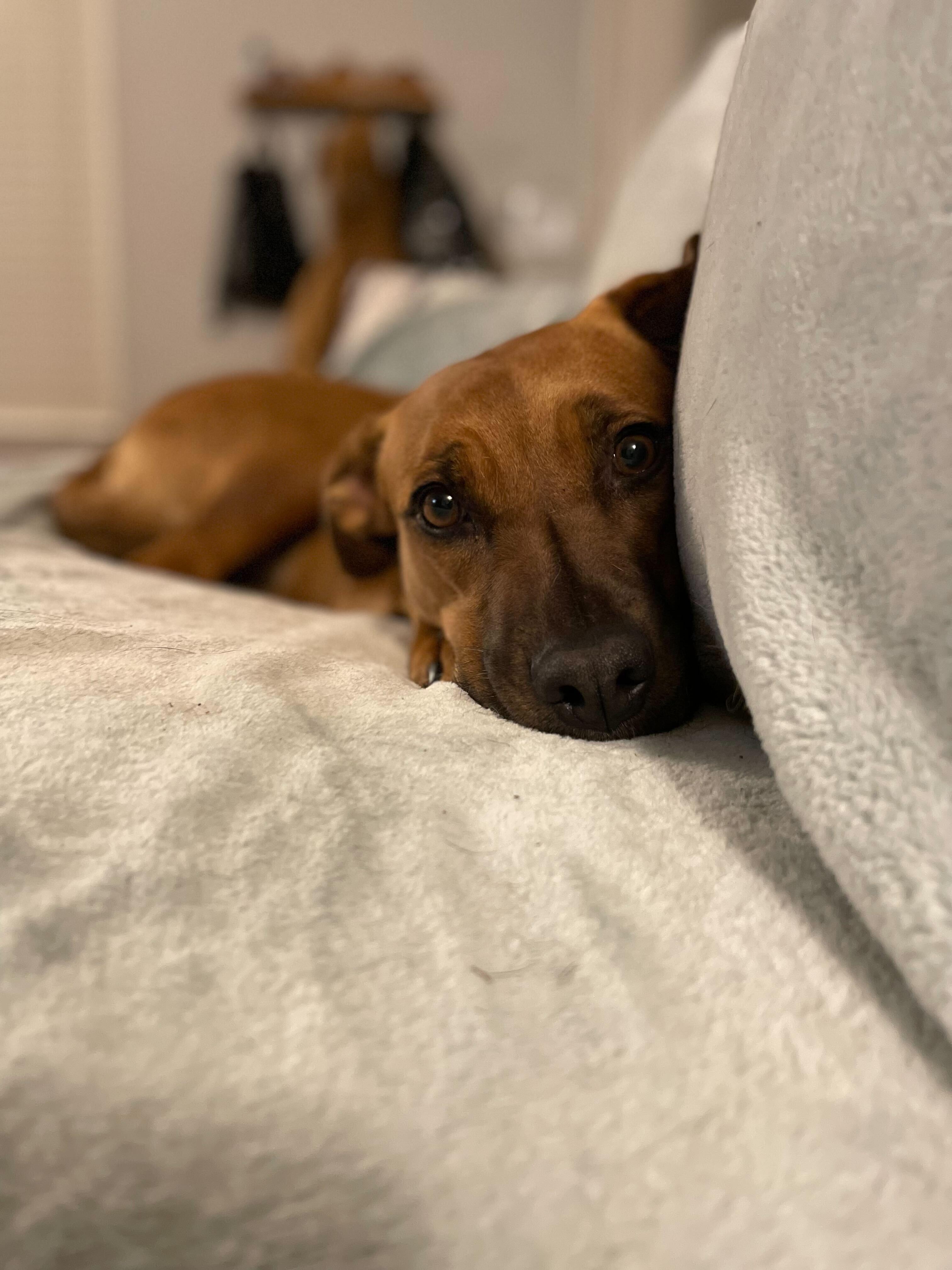 Enlarge Lucy, a Adoptable mixed breed in Portland, OR image 1/6