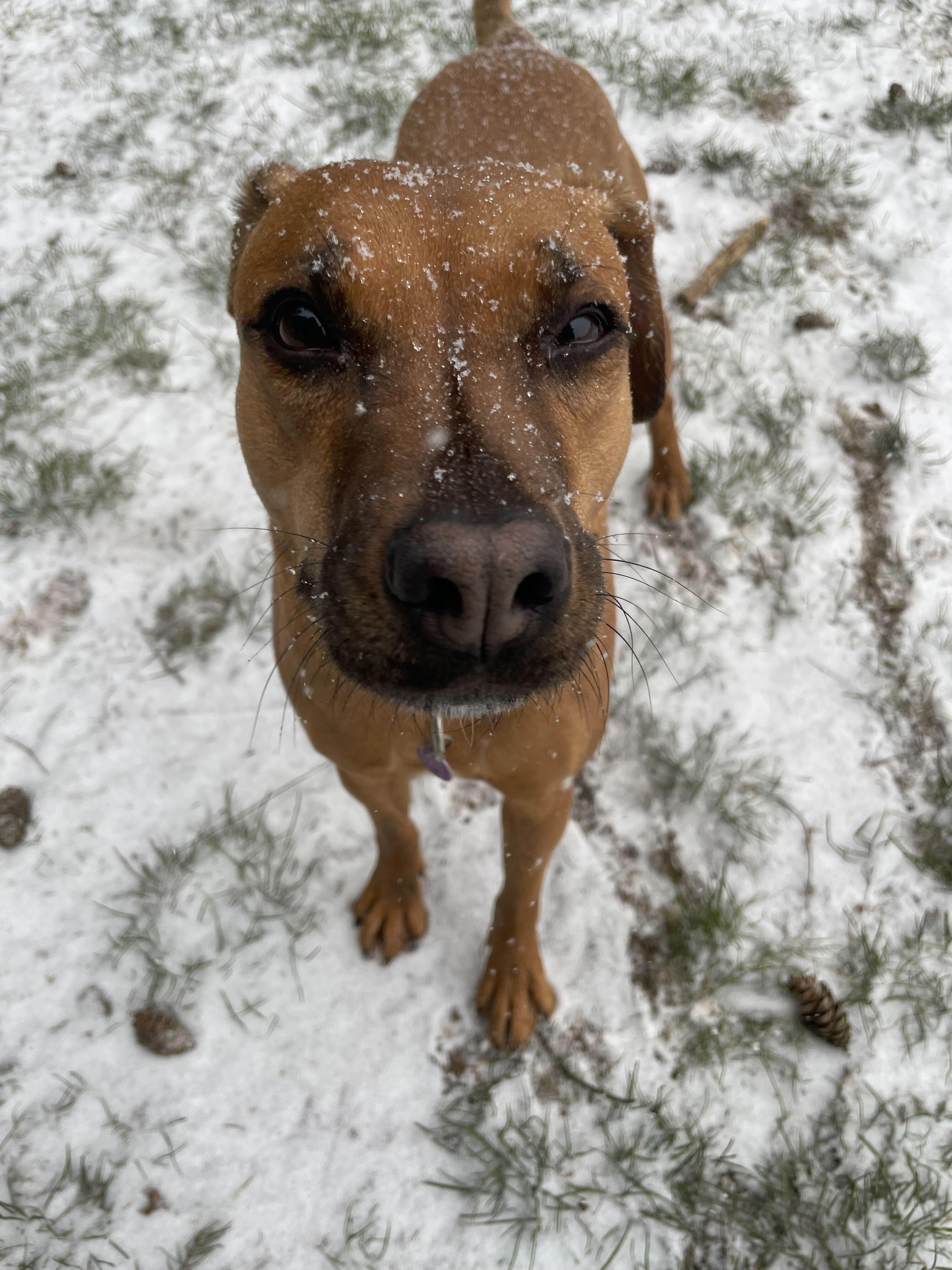 Enlarge Lucy, a Adoptable mixed breed in Portland, OR image 4/6