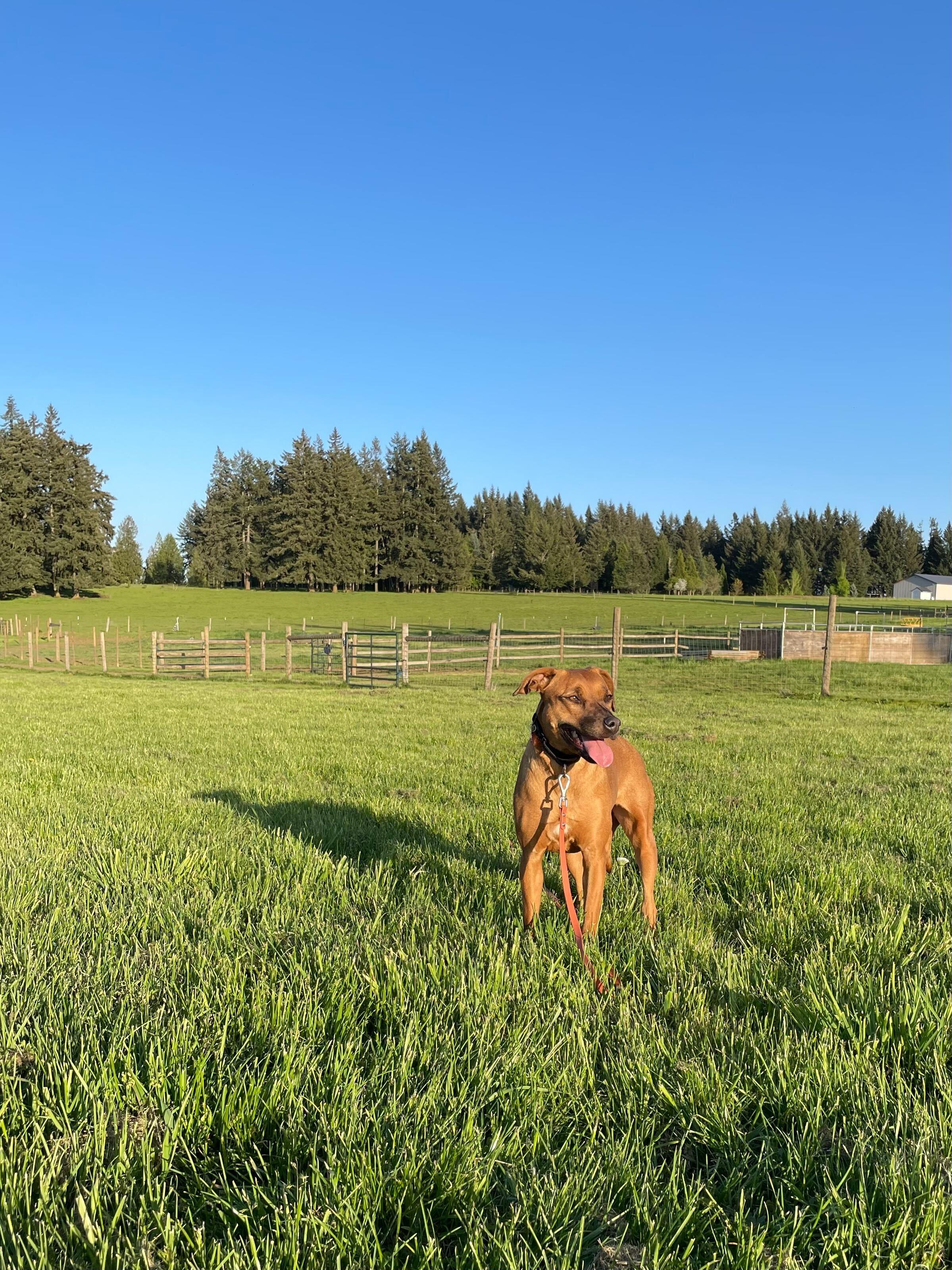 Enlarge Lucy, a Adoptable mixed breed in Portland, OR image 5/6