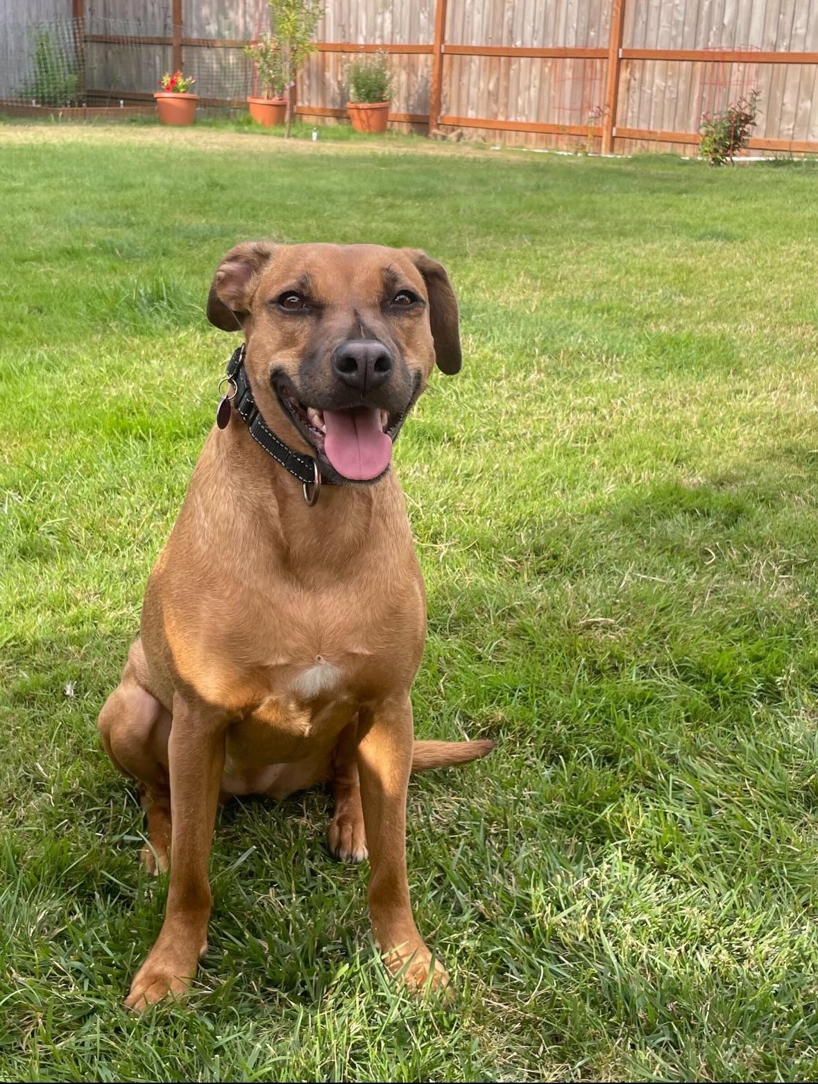 Enlarge Lucy, a Adoptable mixed breed in Portland, OR image 6/6