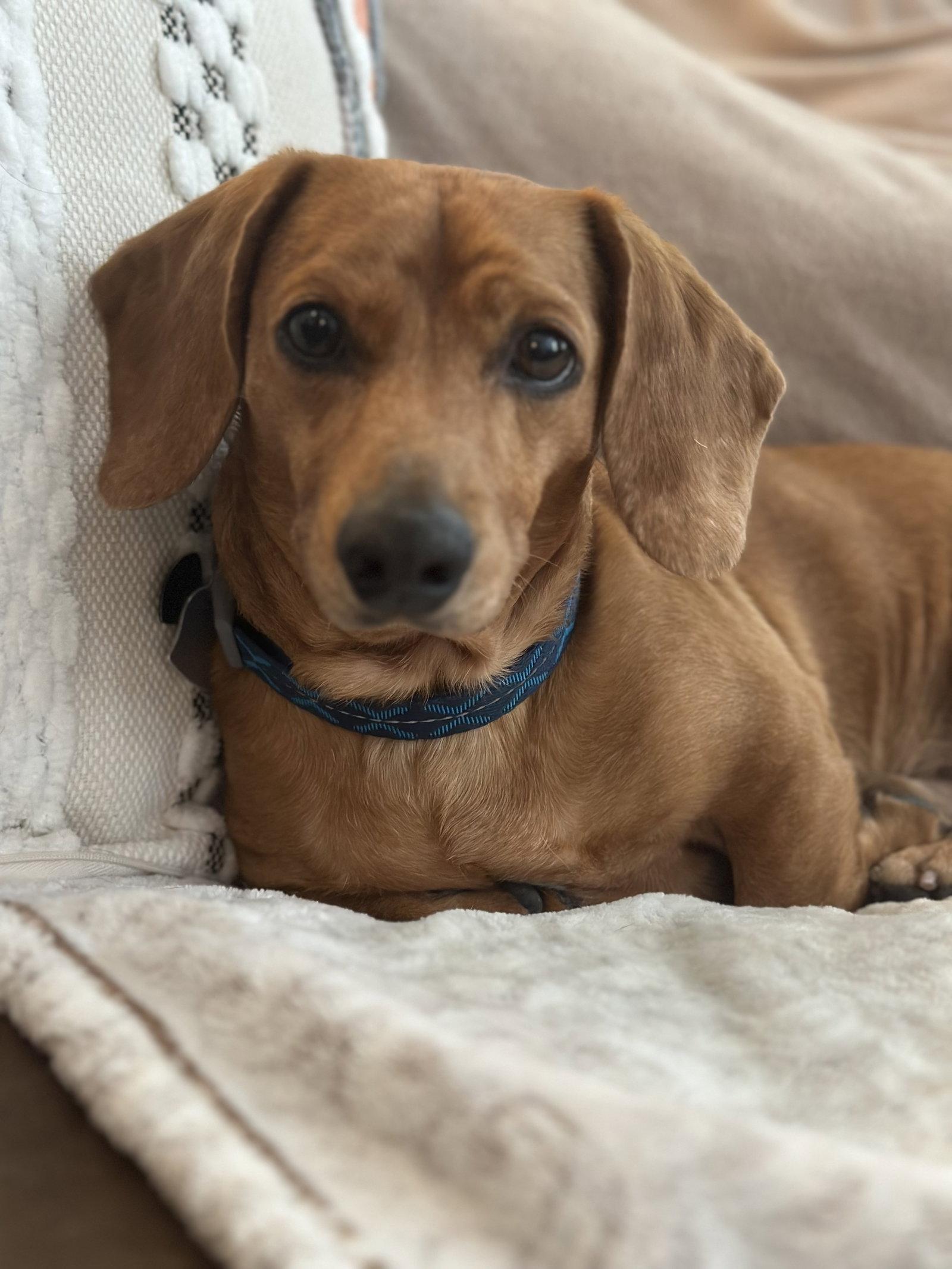 Enlarge Brodie, a Adoptable Dachshund in Forest, VA image 1/3