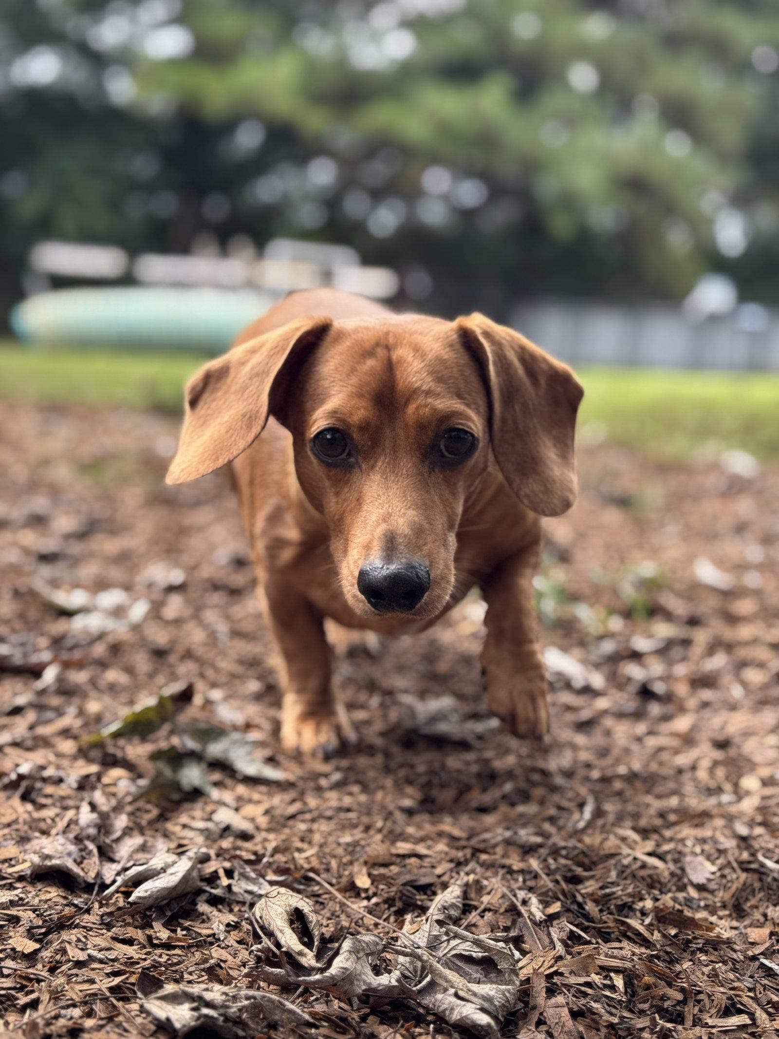 Enlarge Brodie, a Adoptable Dachshund in Forest, VA image 2/3