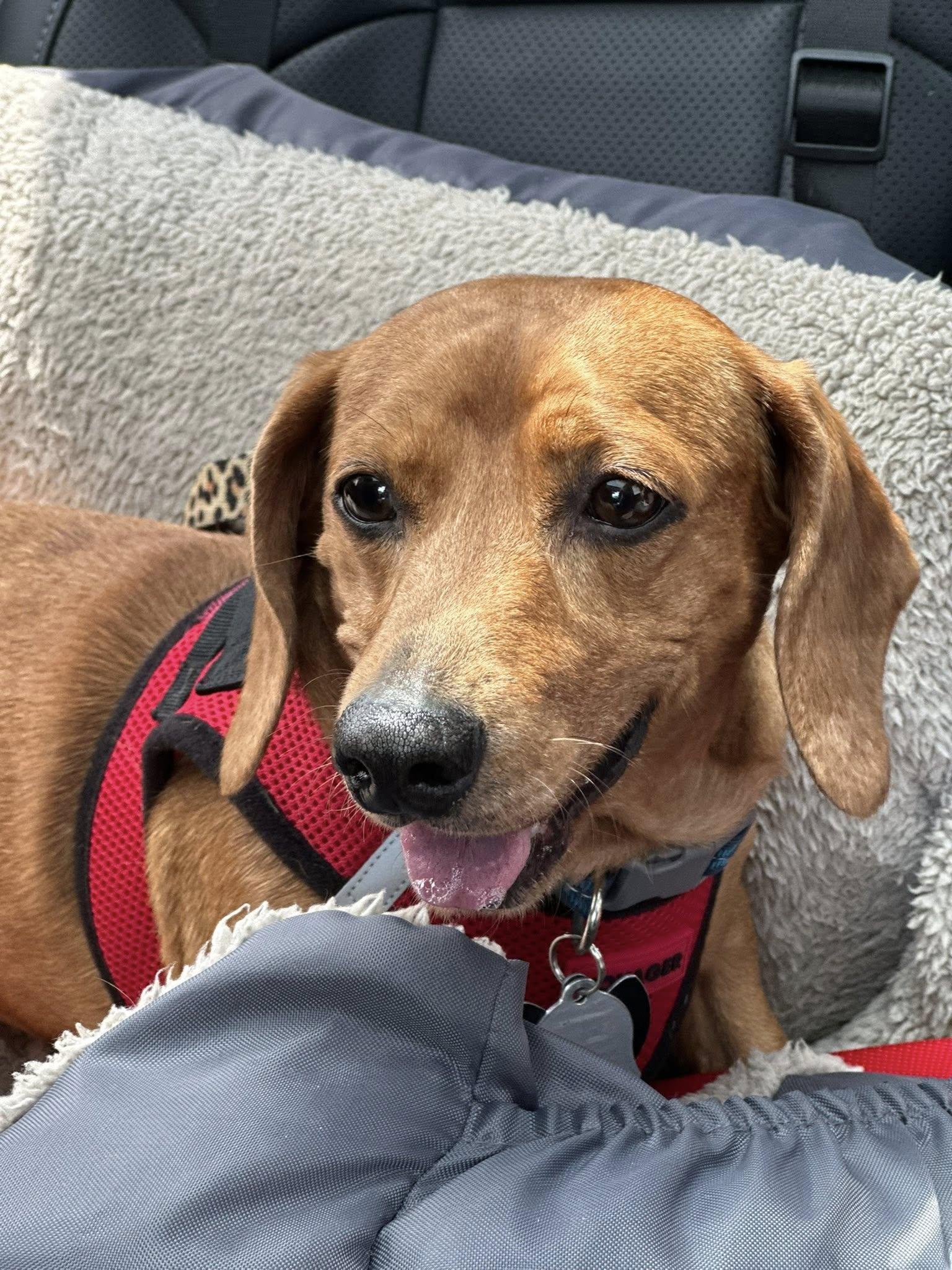 Enlarge Brodie, a Adoptable Dachshund in Forest, VA image 3/3